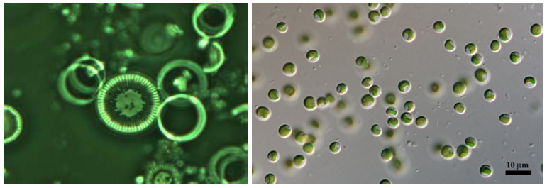 Centrická rozsivka  Cyclotella costei (4) a Stichococcus sp.[5]