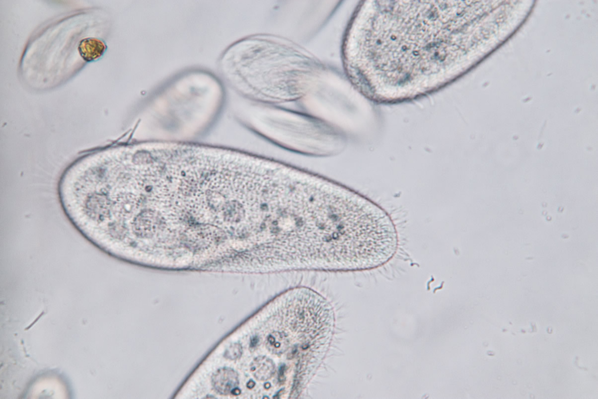 euroclean Paramecium