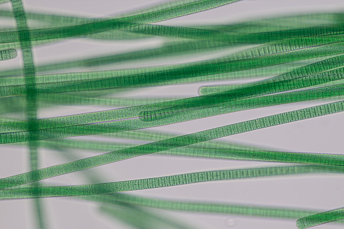 euroclean cyanobacterium sinice