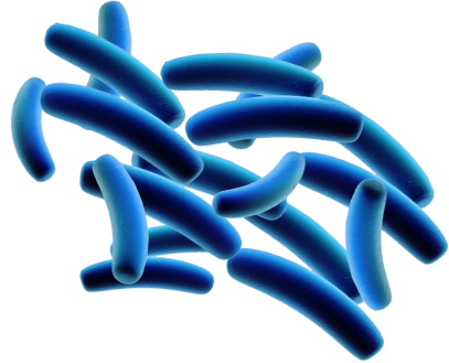 Legionella